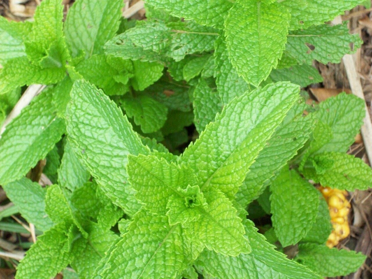 Menthe