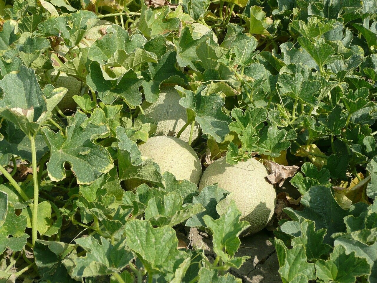 Melon