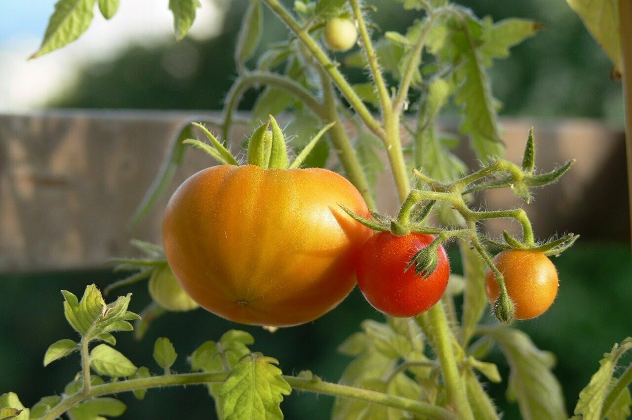 Tomate Greffée