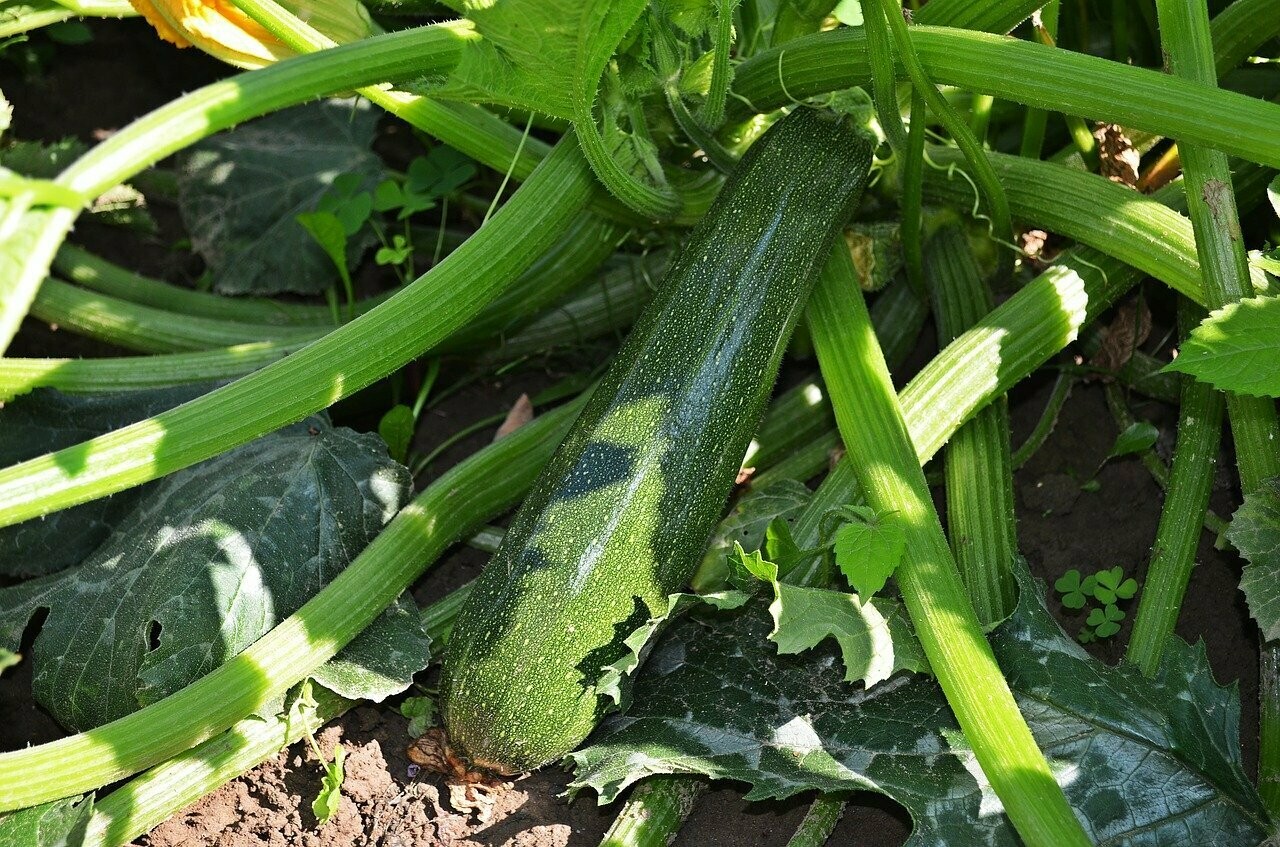 Courgette Greffée