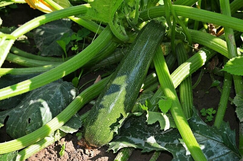 Courgette Greffée