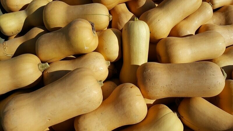 Courge
