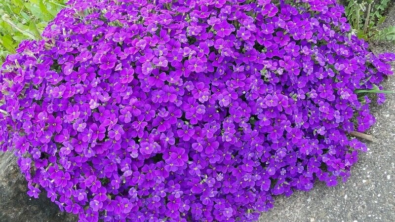 Aubriète