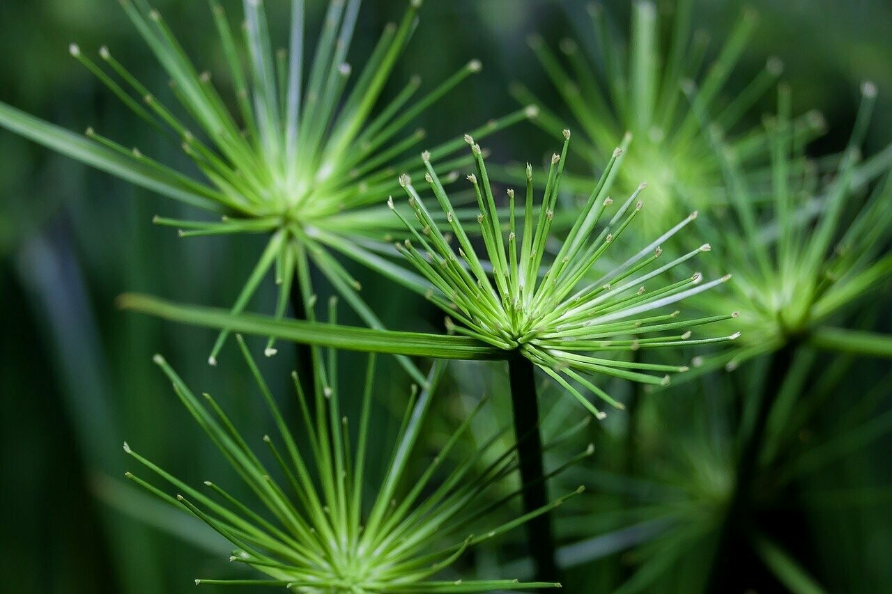 Cyperus Haspan