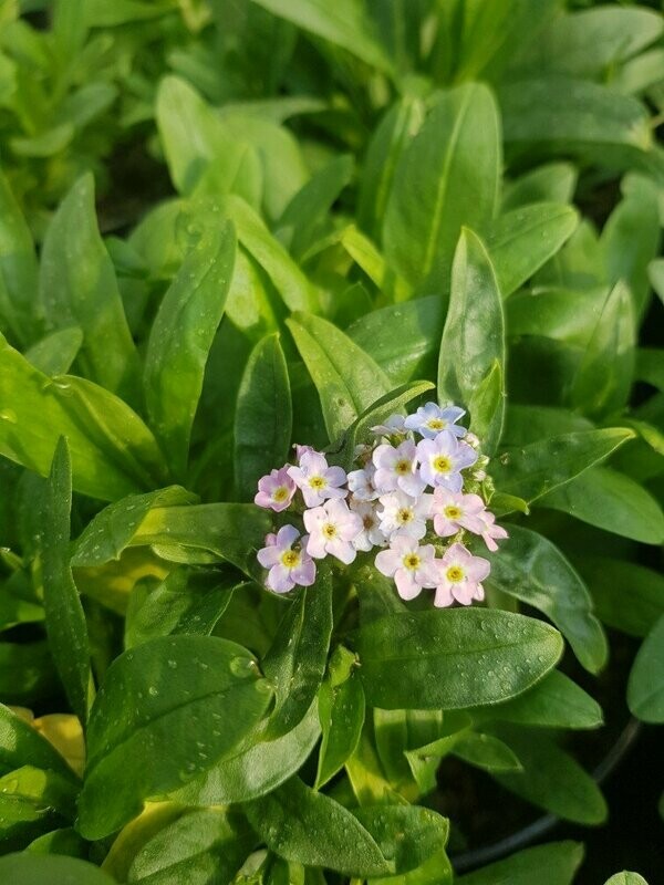 Myosotis des marais
