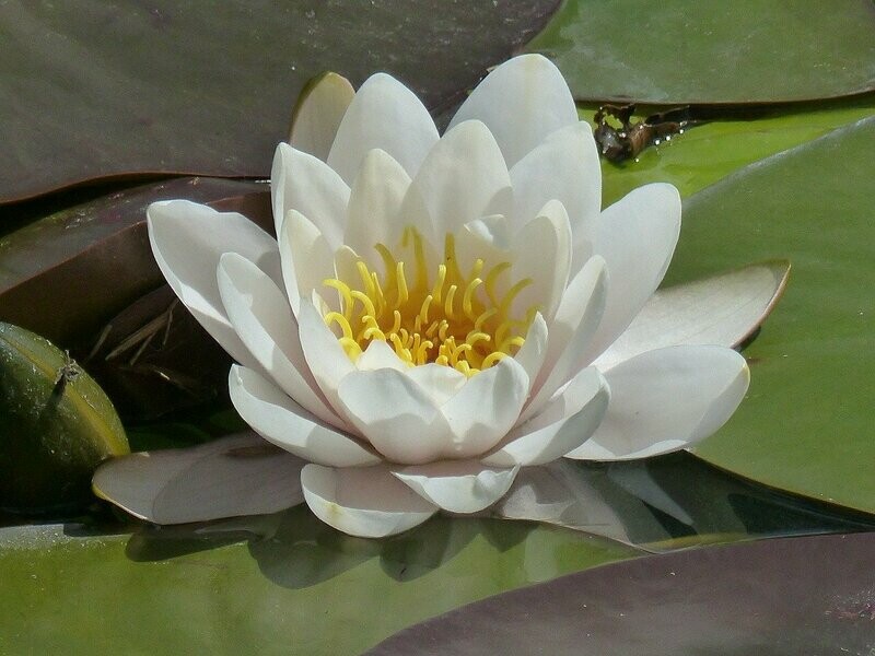 Nénuphar Blanc