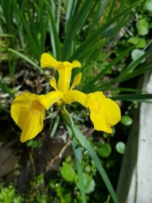 Iris Pseudacorus Jaune