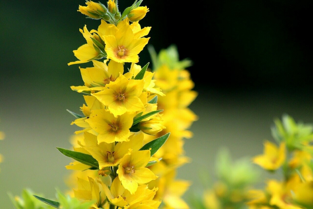 Lysimachia Punctata Alexander