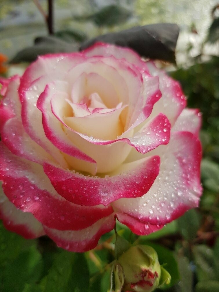 Rosier Buisson Jubile Prince de Monaco Meilland