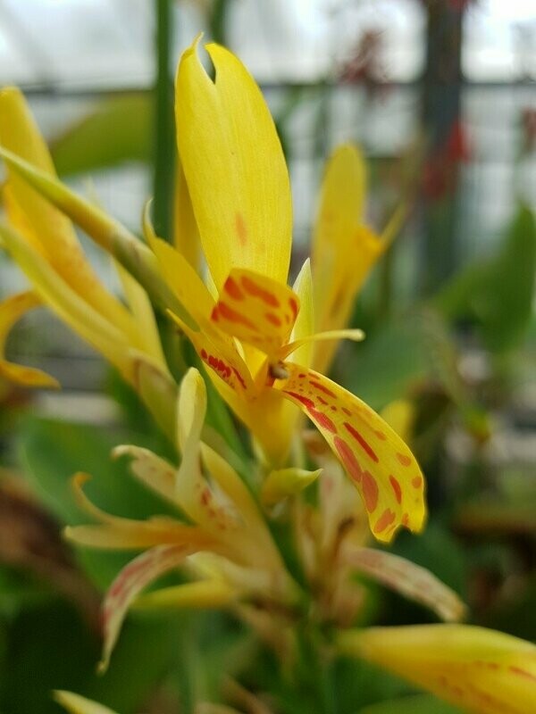 Canna Indica