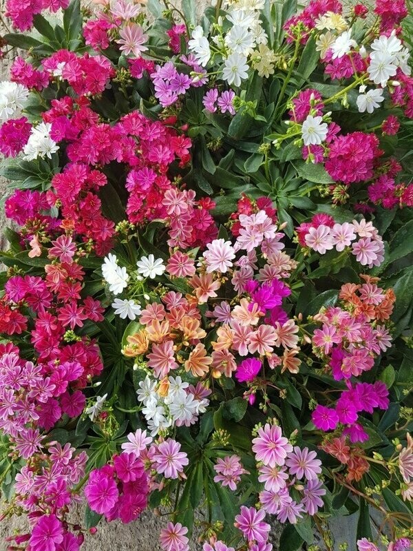 Lewisia Cotyledon