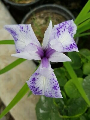 Iris Laevigata Blanc/Mauve