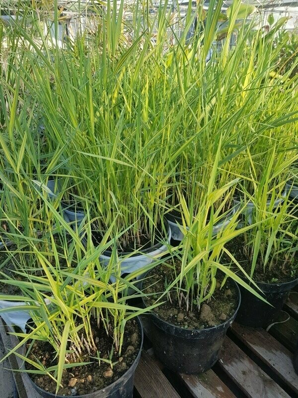 Phragmites panaché