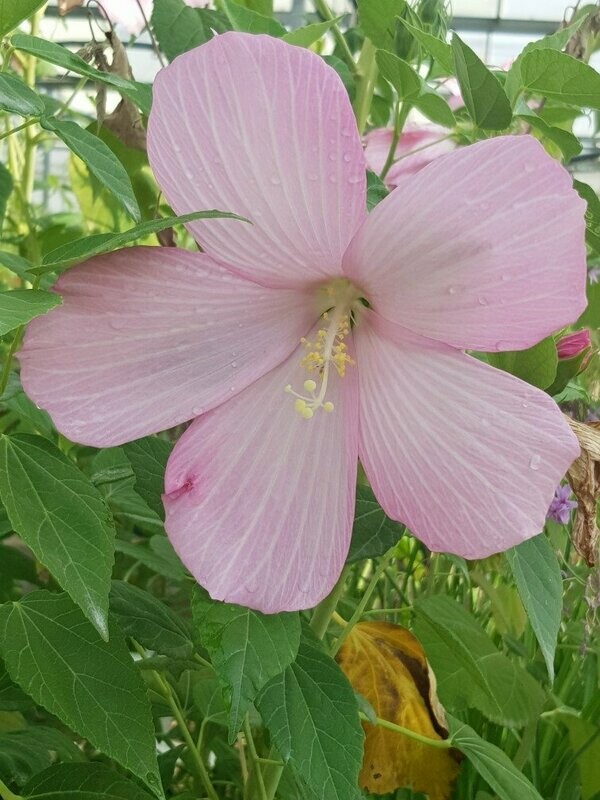 Hibiscus des marais