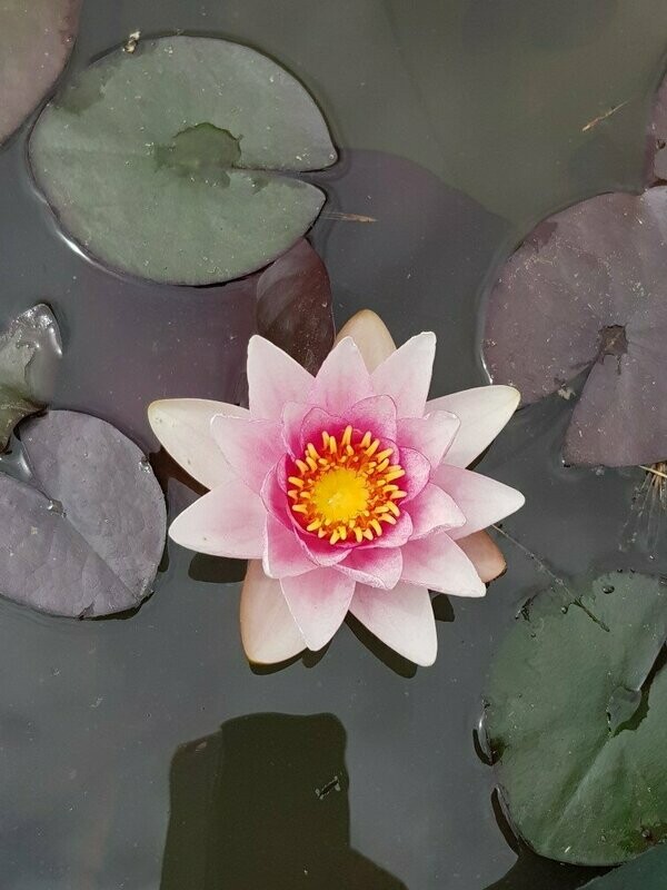 Nénuphar Rose
