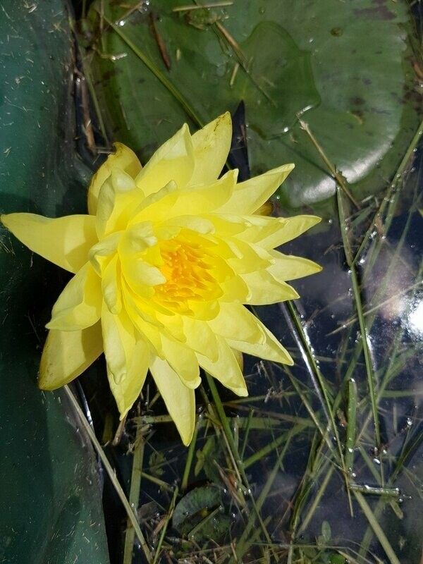 Nénuphar Jaune