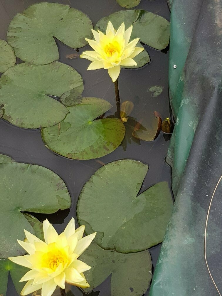 Nénuphar Jaune, Variété: Marliacea Chromatella