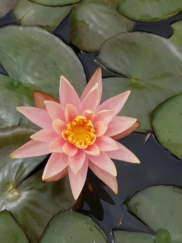 Nénuphar Orange