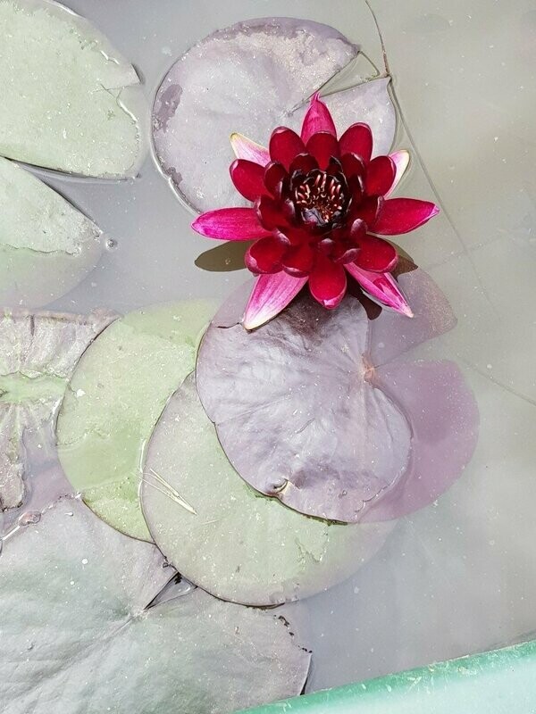Nénuphar Rouge
