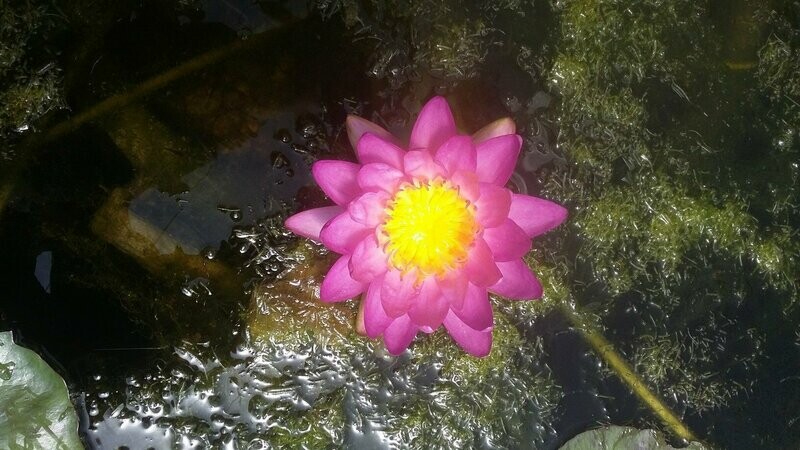 Nénuphar Violet