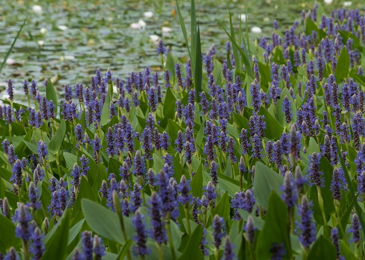 Pontederia Lanceolata