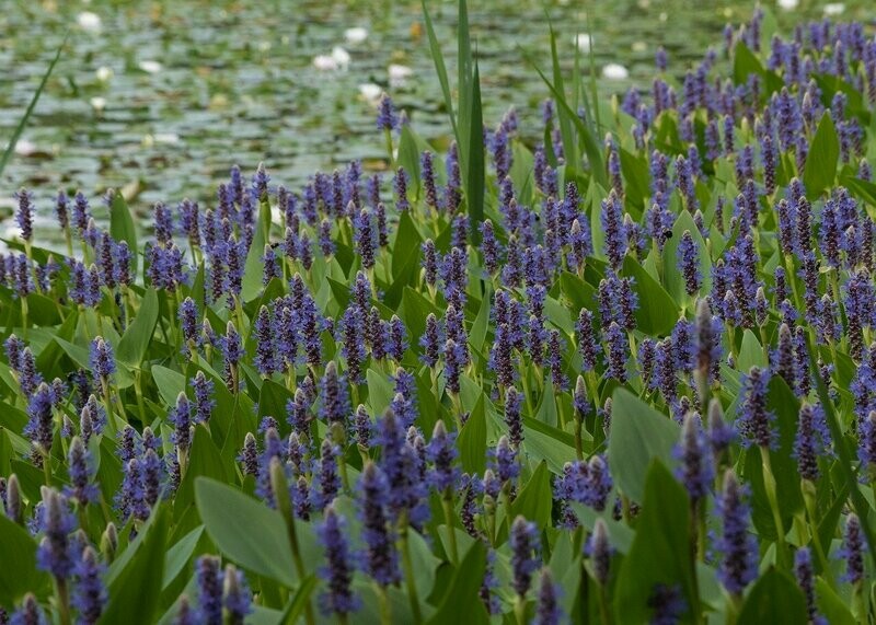 Pontederia Cordata