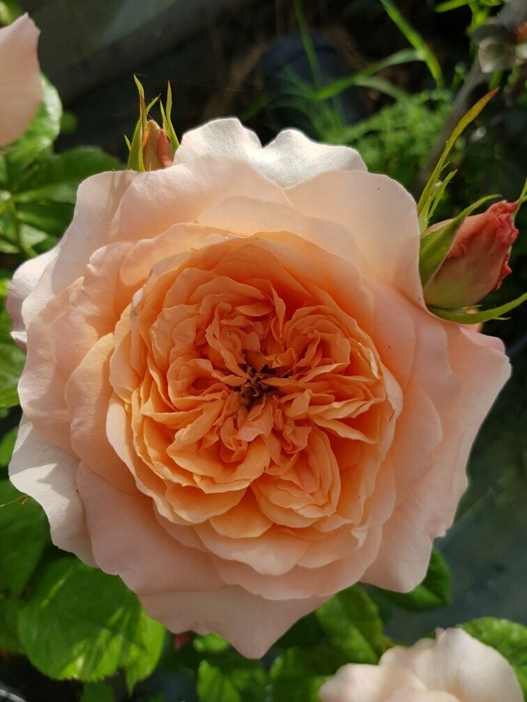 Rosier Buisson King Arthur