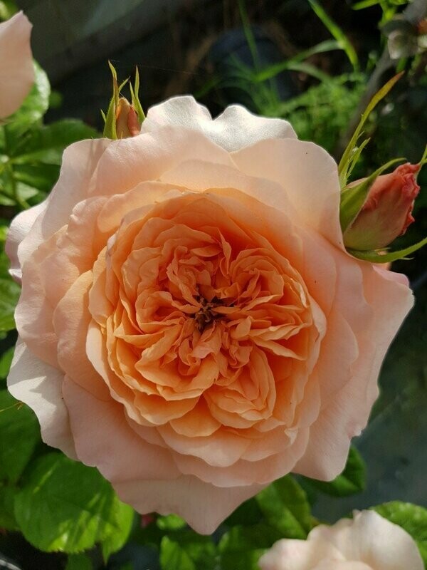 Rosier Buisson King Arthur