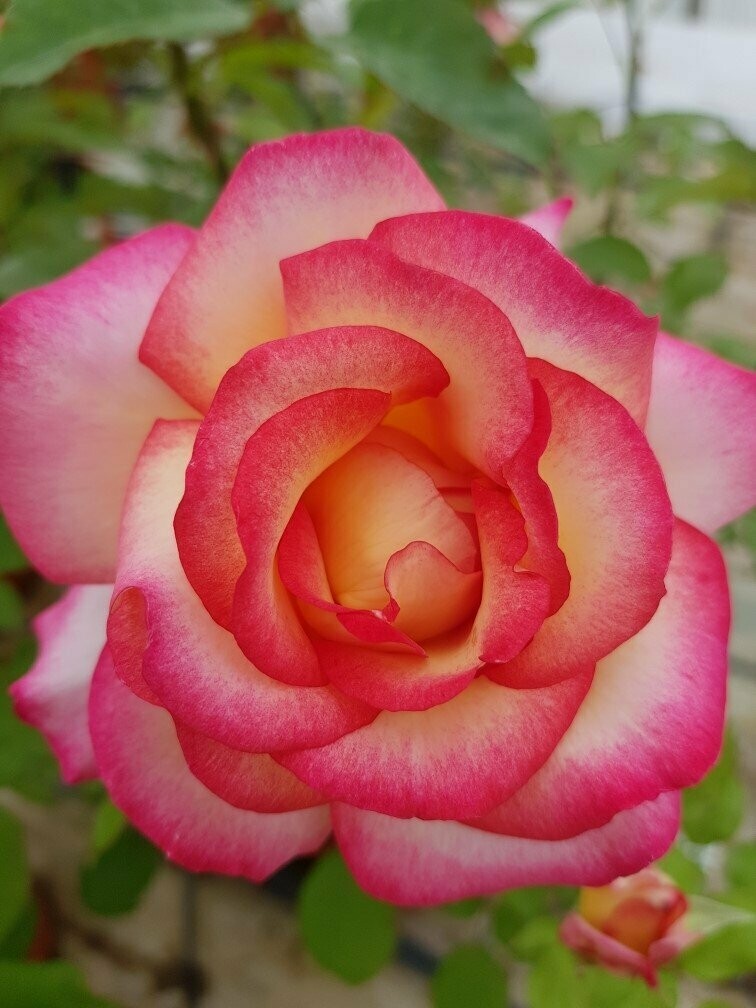 Rosier Buisson Léo Ferré
