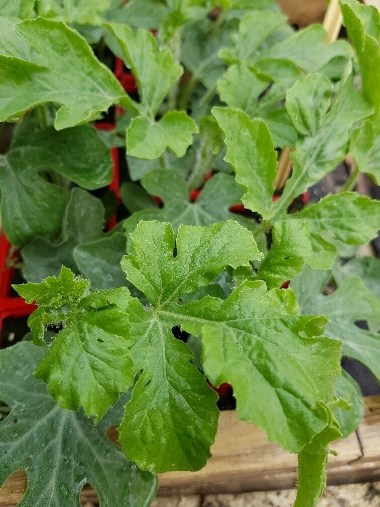 Pastèque