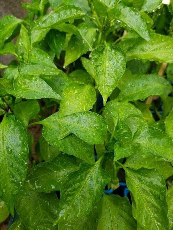 Piment