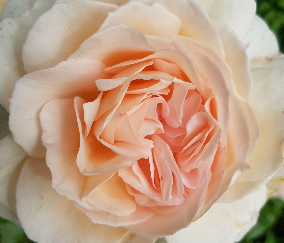 Rosier  Buisson Sweet Love