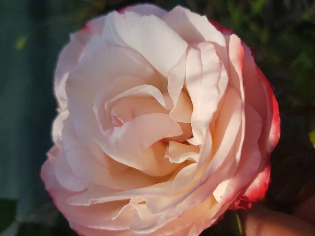 Rosier Buisson La Garçonne