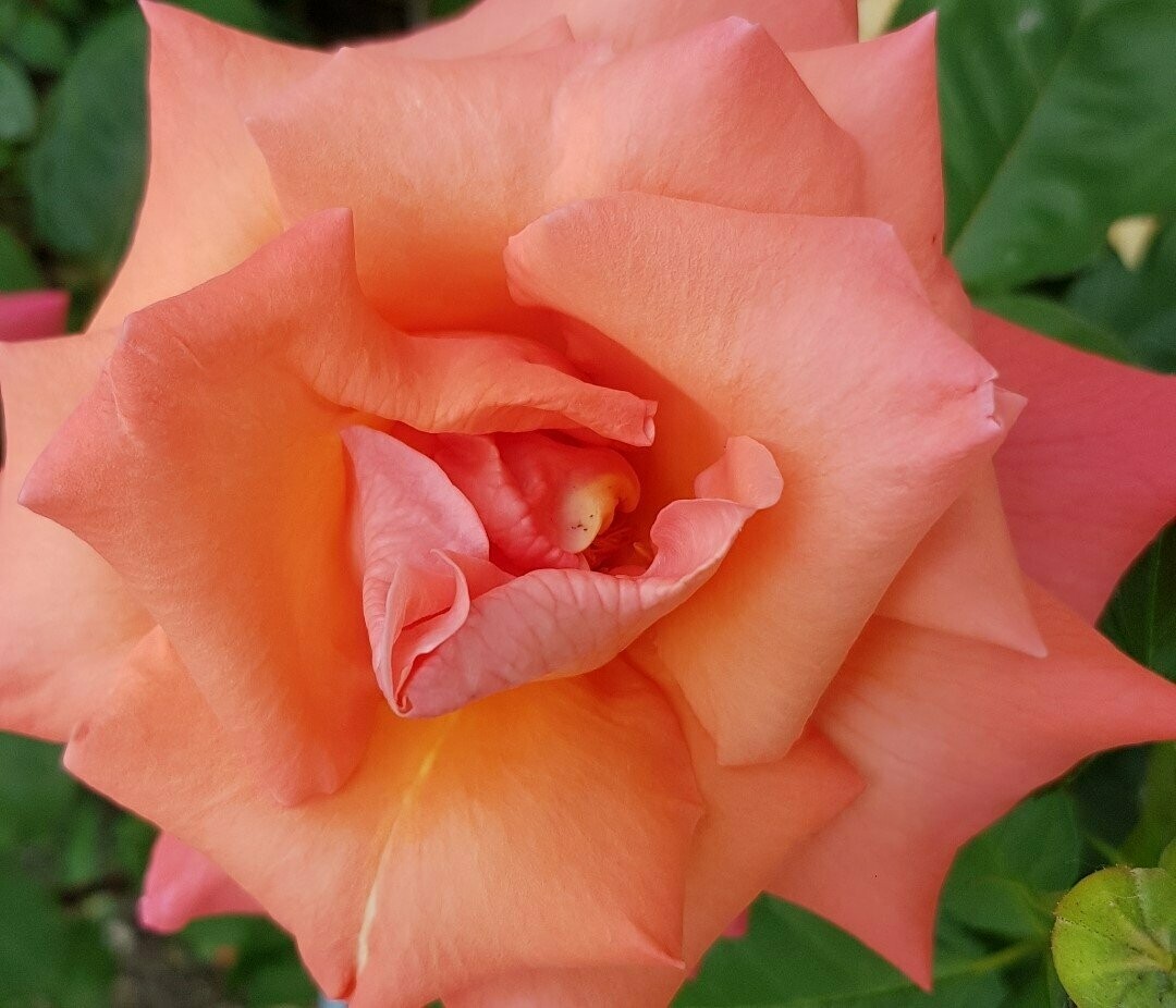 Rosier Christophe Colomb Meilland