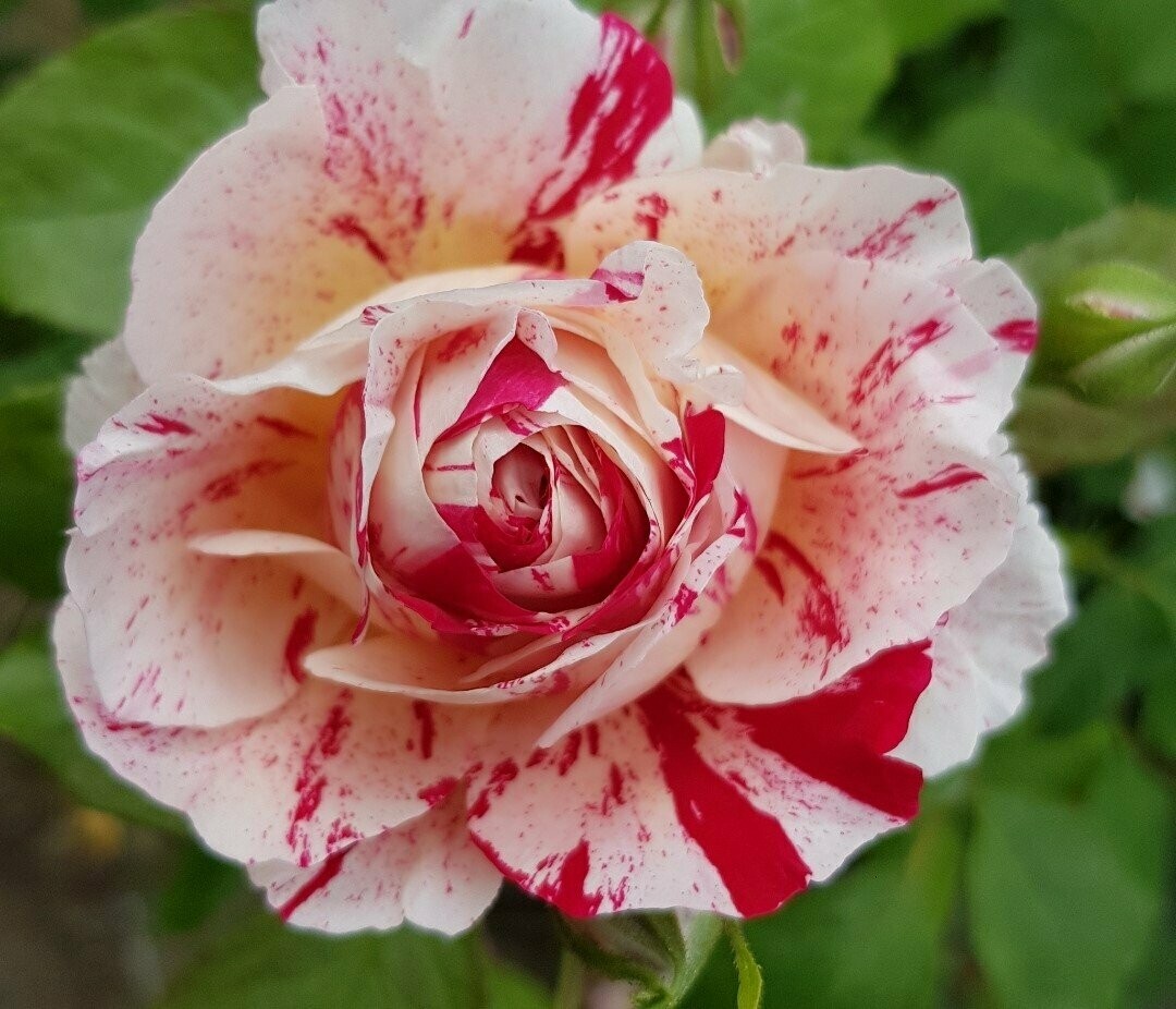 Rosier Buisson Scentimental