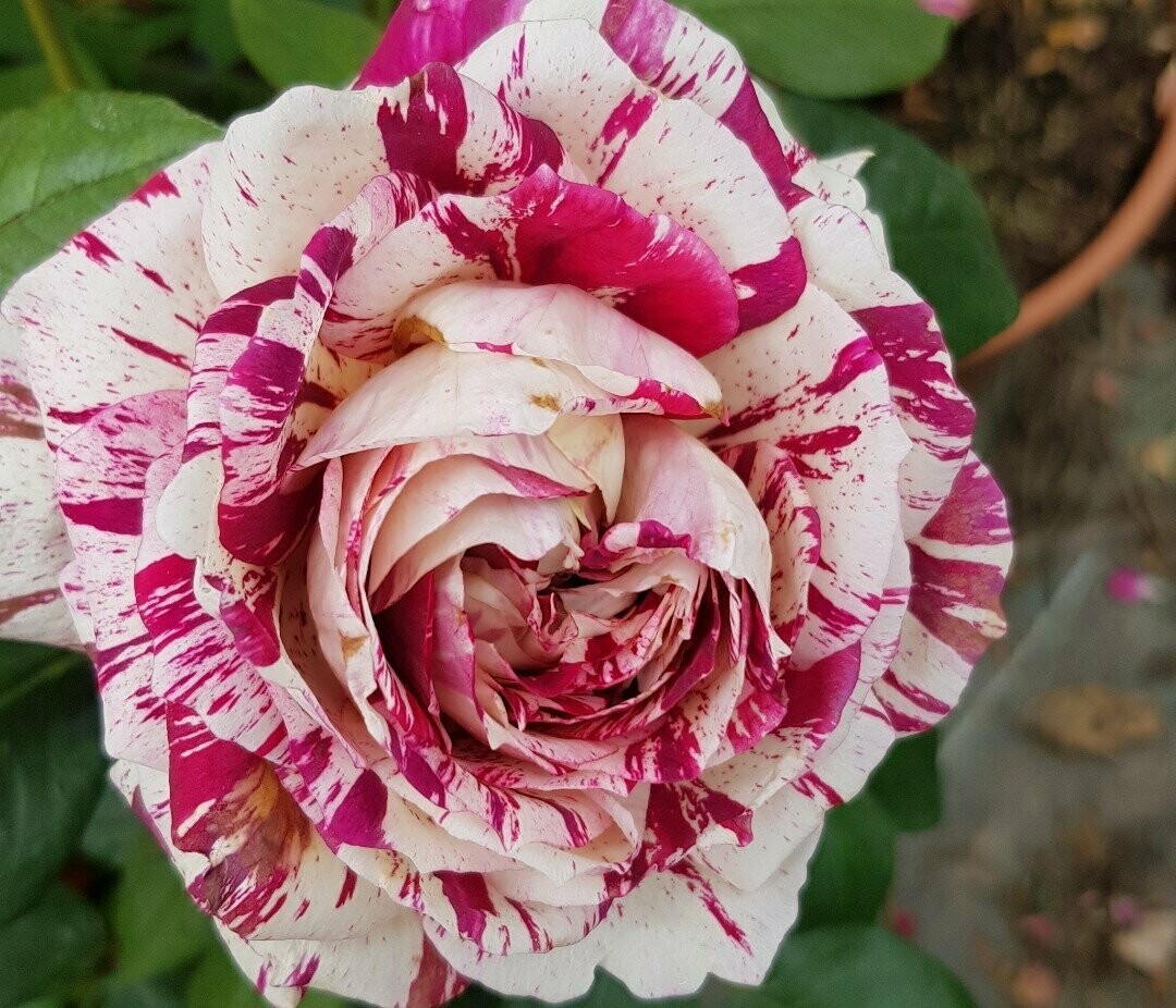 Rosier Julio Iglesias Meilland