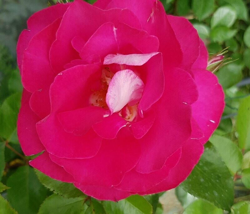 Rosier Buisson Franck Michael