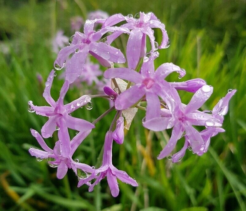 Tulbaghia Mauve