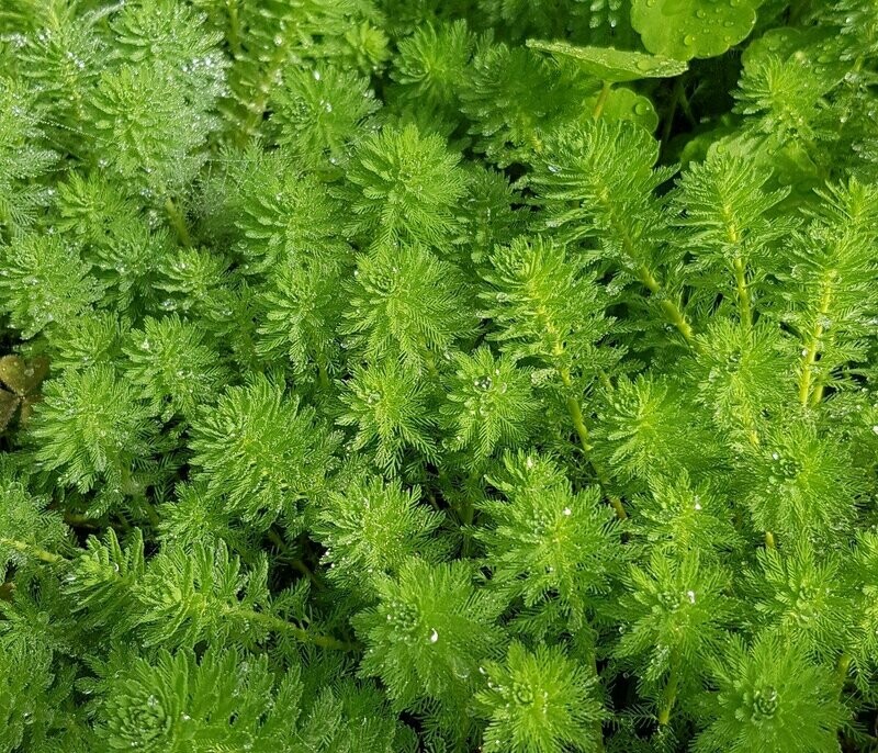 Myriophyllum