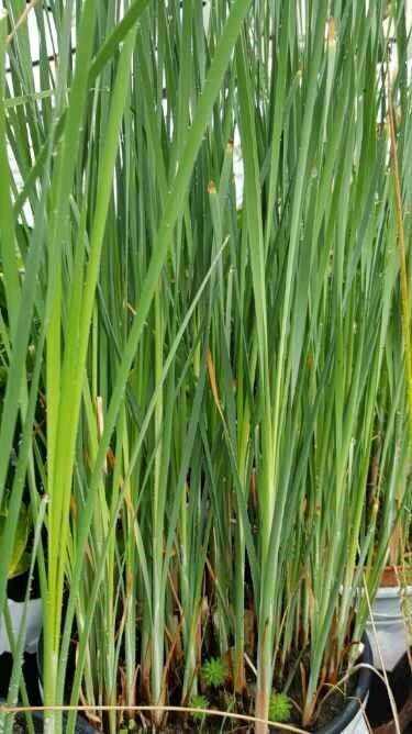 Typha Angustifolia