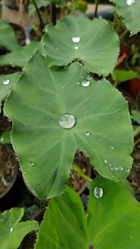 Colocasia Esculenta