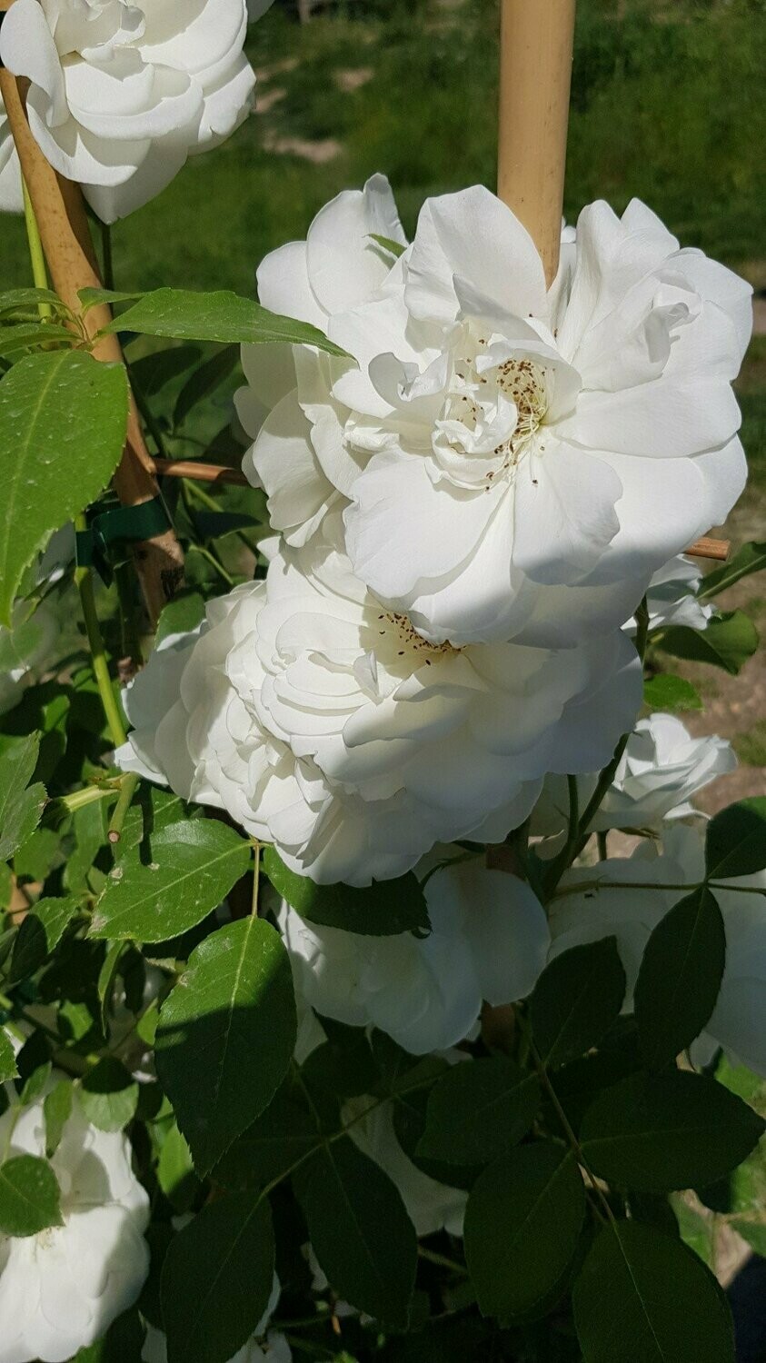 Rosier Grimpant Iceberg