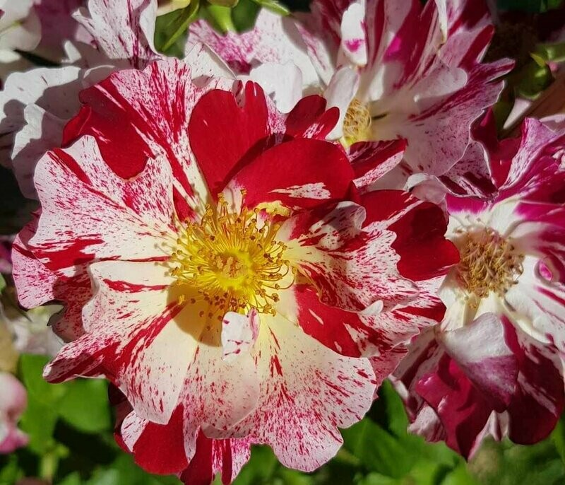 Rosier Grimpant Hanabi
