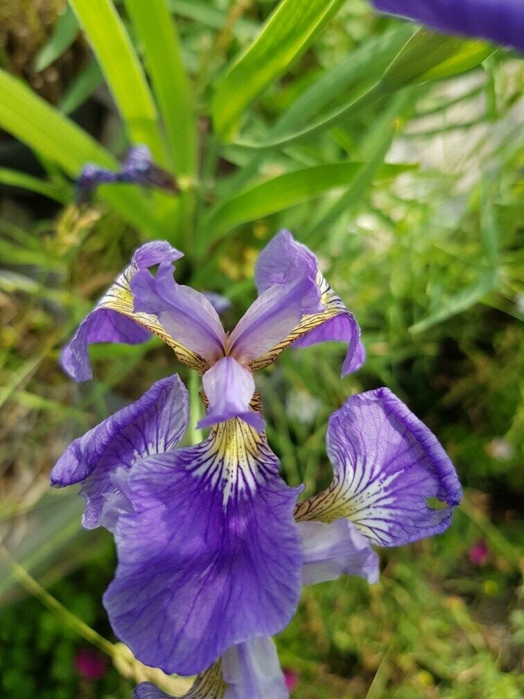 Iris Versicolor Bleu