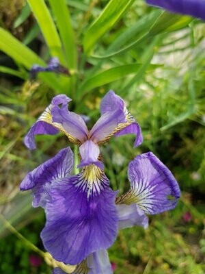 Iris Versicolor Bleu