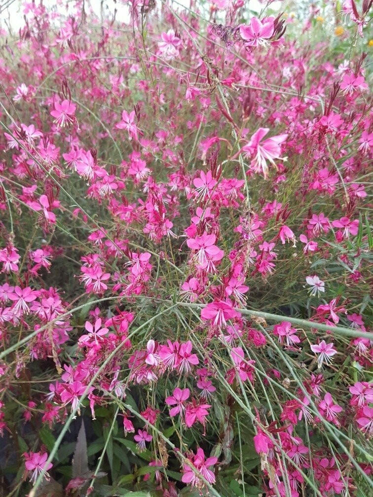 Gaura