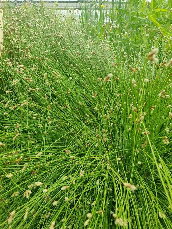 Scirpus Cernuus