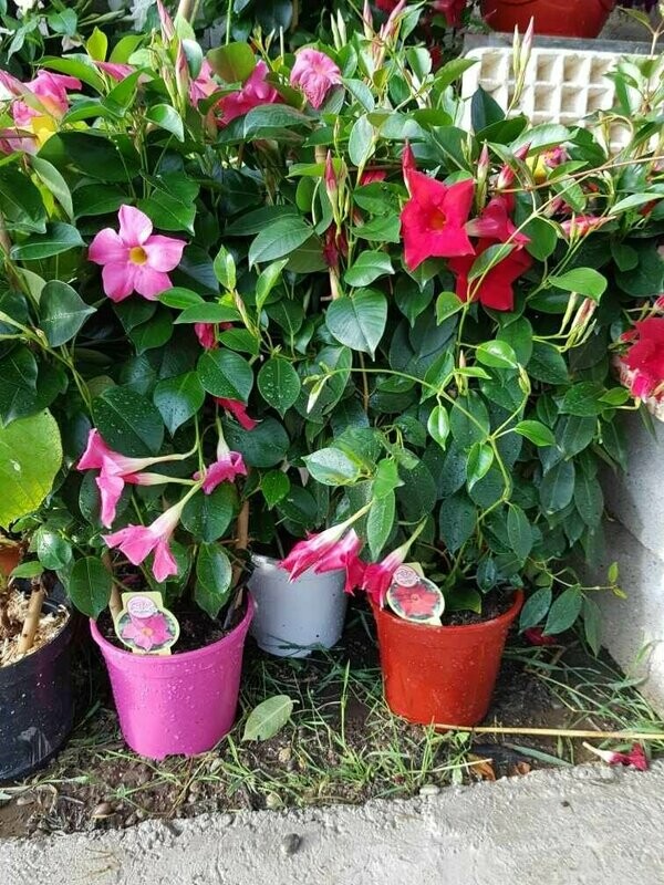 Dipladenia