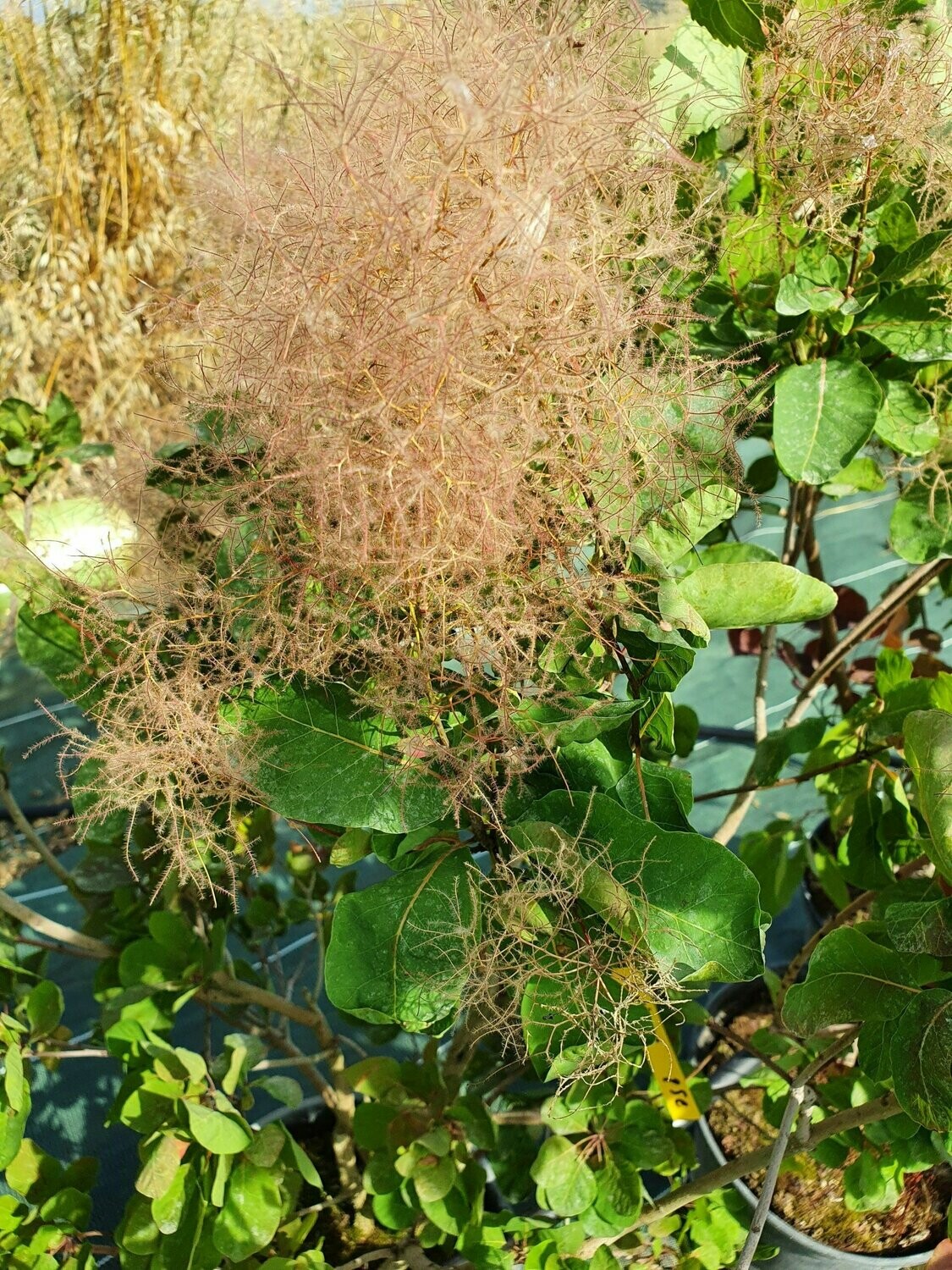 Cotinus