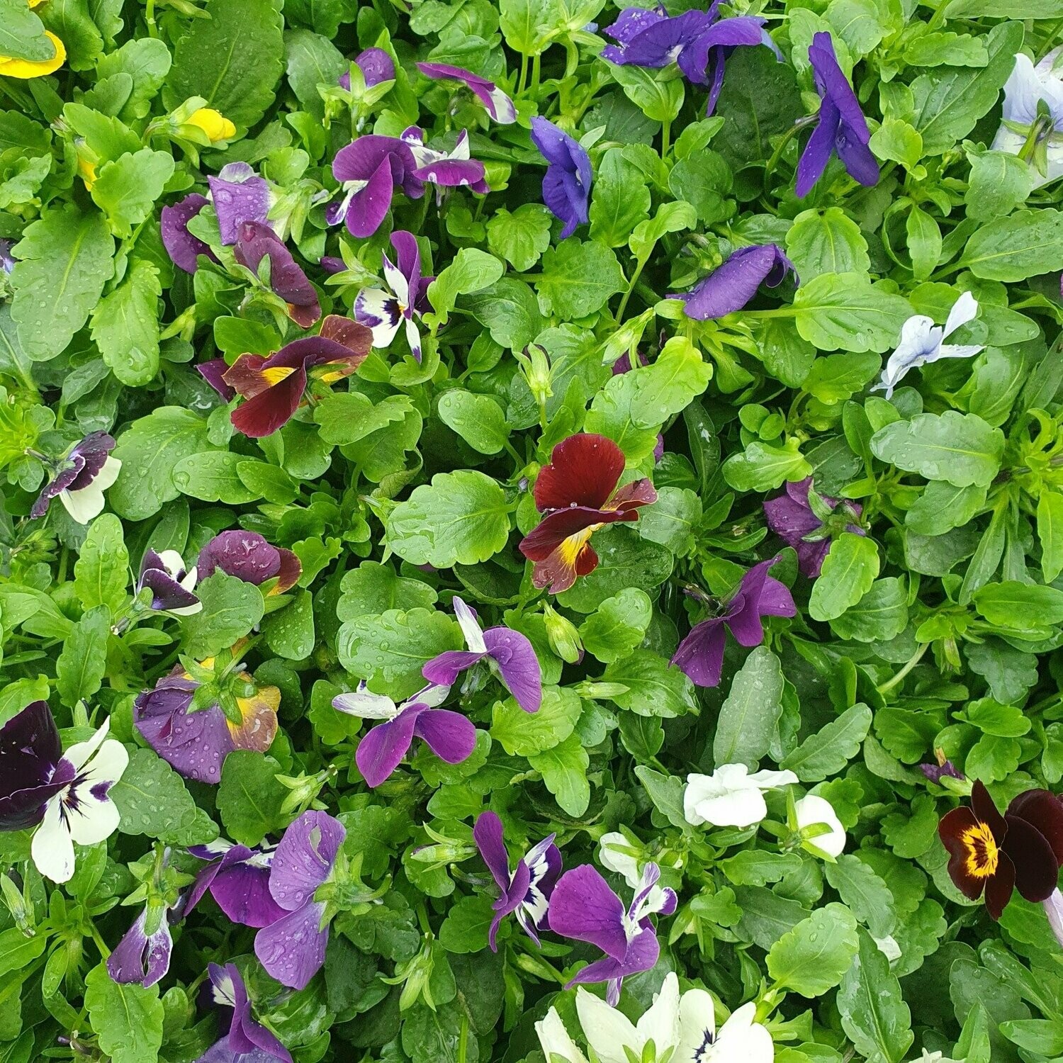 Viola Cornuta (Petite Pensée)